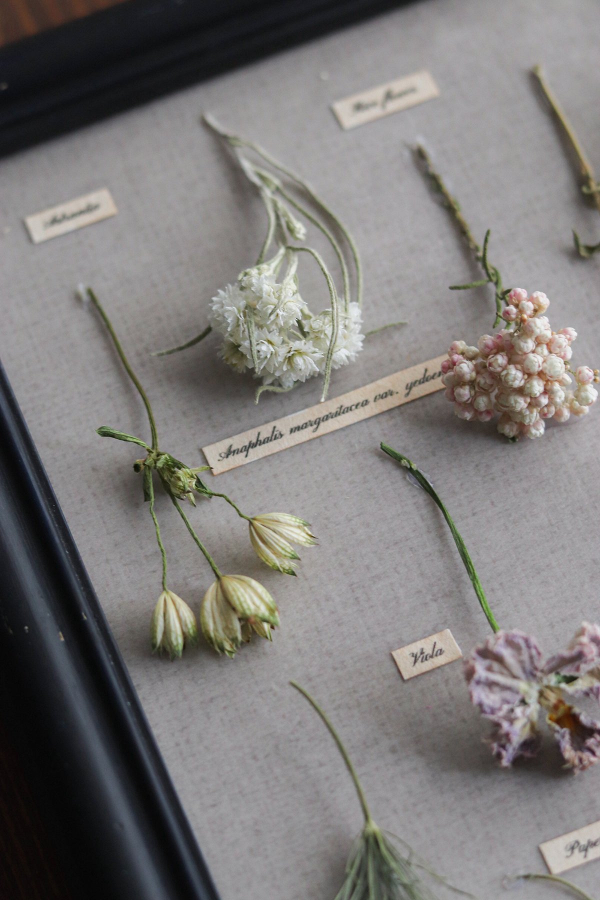 アンティーク調植物標本フレーム/春の野花 | Hana Akari