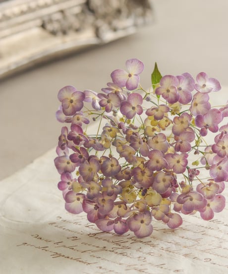 自家製ドライ紫陽花のシンプルスワッグ  おたふくM