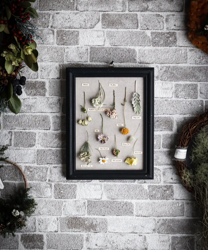 アンティーク調植物標本フレーム/春の野花 | Hana Akari