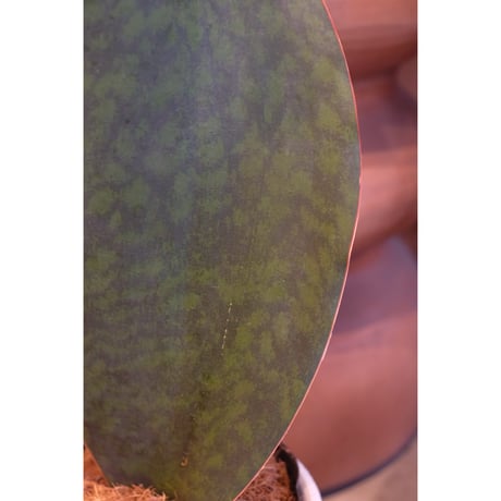 Sansevieria masoniana