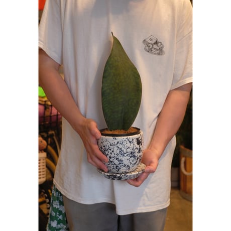 Sansevieria masoniana