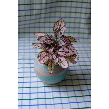 Yoshinori Takemura plant pot