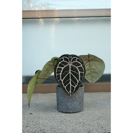 Anthurium Michelle by DOCBLOCK
