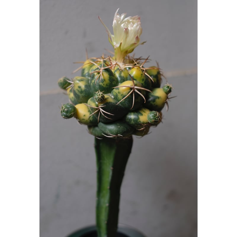 象牙丸錦 Coryphantha elephantidens 