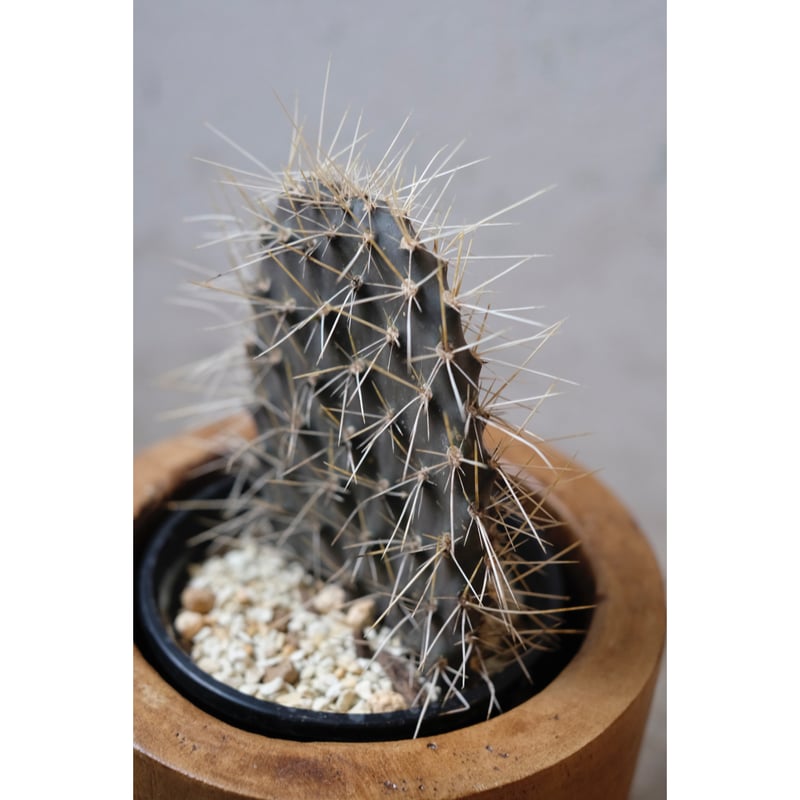 ガラパゴス団扇　黒肌強棘opuntia galapageiaガラパゲイア　大株 ガラパゴス団扇（ガラパゴスウチワ）｜黒肌白棘｜Opuntia galapageia