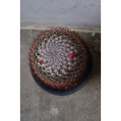 Mammillaria rhodantha v. rubens　"旭鶴"