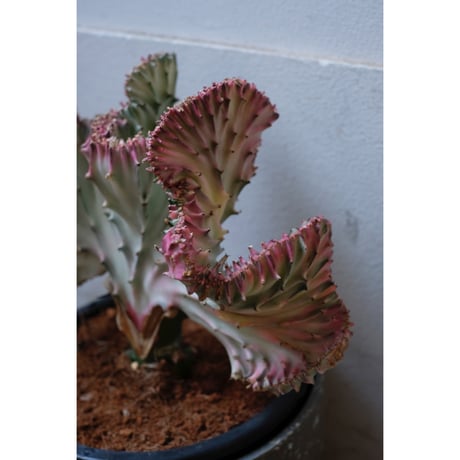 Euphorbia lactea