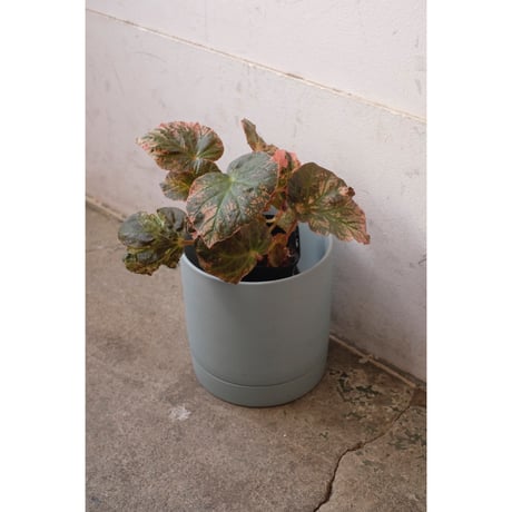 Begonia "Midnight sun"