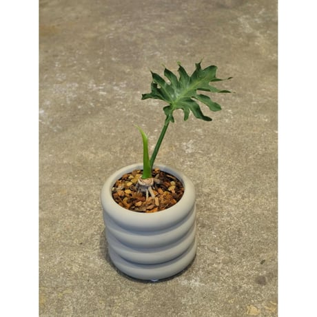 Philodendron selloum