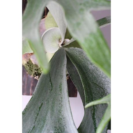 Platycerium bifurcatum E-1