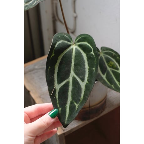 Anthurium Calablackiae wild