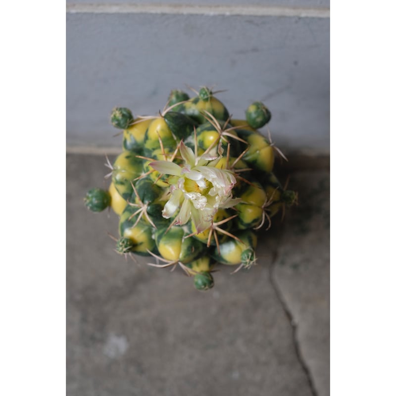 Coryphantha elephantidens 