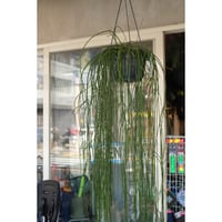 Rhipsalis puniceodiscus