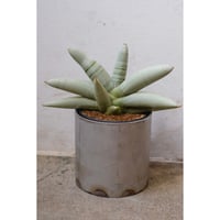 Sansevieria boncellensis "platinam"