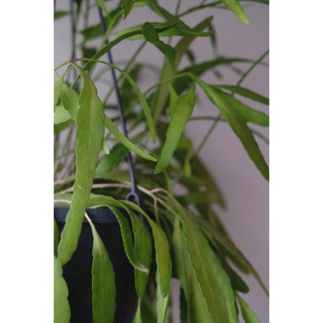 Pseudorhipsalis ramulosa