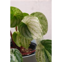 peperomia '雪兎'