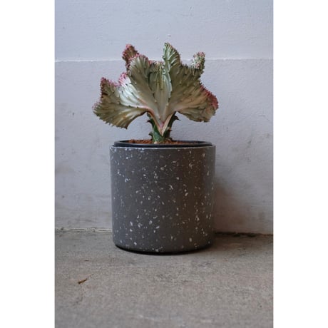 Euphorbia lactea