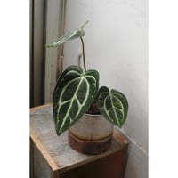 Anthurium Calablackiae wild