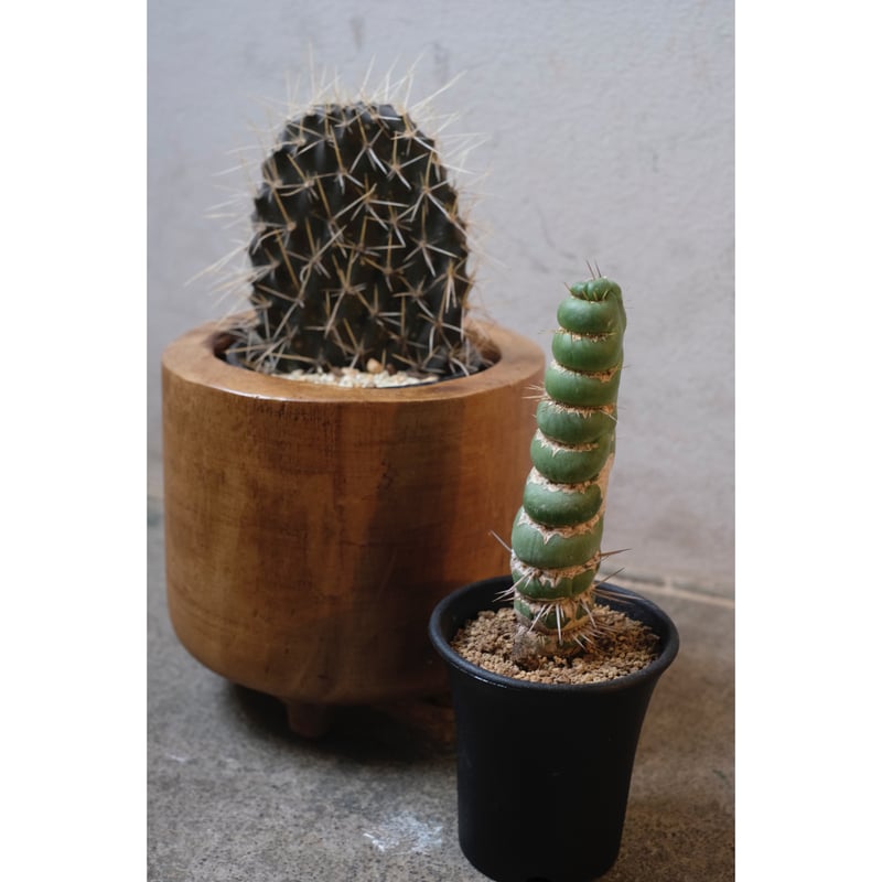 opuntia chrystaltide オプンチア サボテン 多肉植物 アガベ