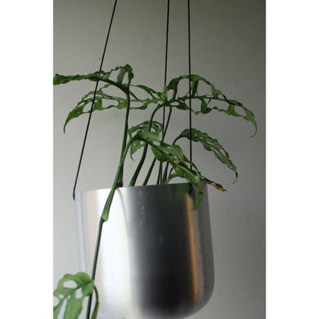 Monstera obliqua 'Peru'