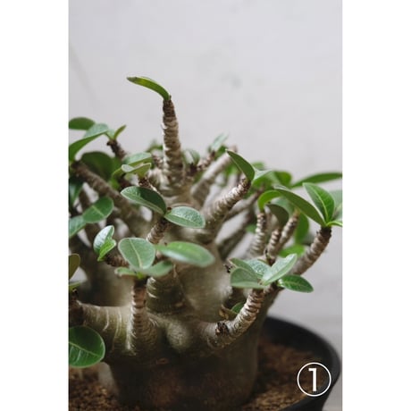 Adenium arabicum Dwarf
