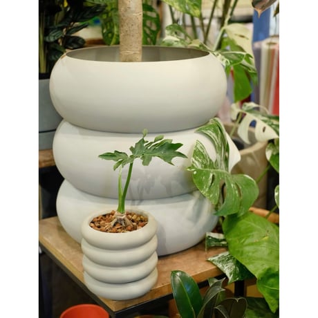 Philodendron selloum