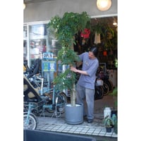 Schefflera arboricola