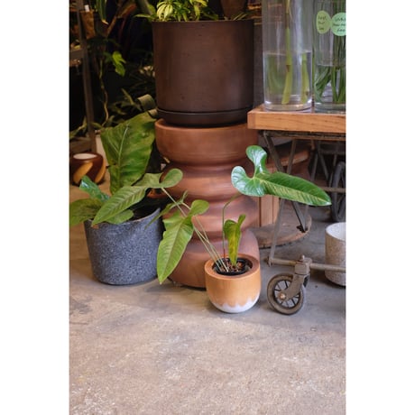 Anthurium sp. 'El Condor'