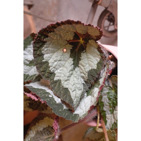 Begonia rex