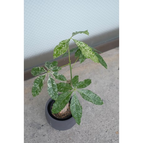 Pachira glabra 'Milky Way'