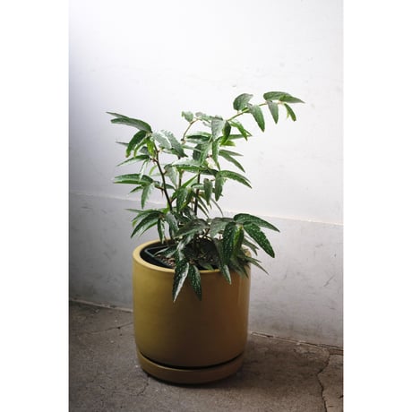 green bottle❣️Begonia ベゴニアおまとめ Yahoo!オークション -「ベゴニア begonia」の落札相場・落札価格