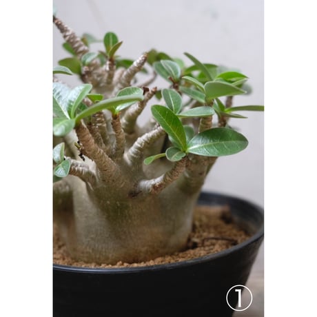 Adenium arabicum Dwarf