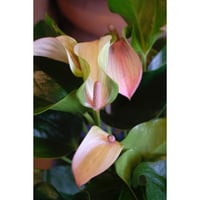 Anthurium andreanum 'Joli Pulse'
