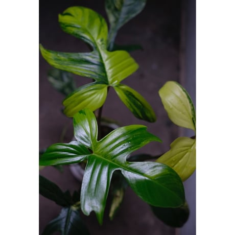 Philodendron Florida Beauty