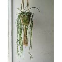Rhipsalis  paradoxa