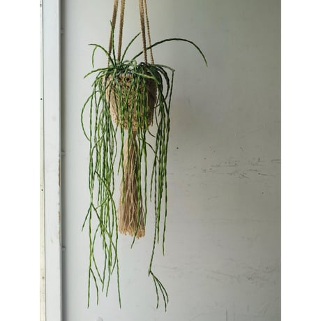 Rhipsalis  paradoxa