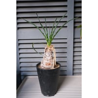 Boophane disticha(国内実生)