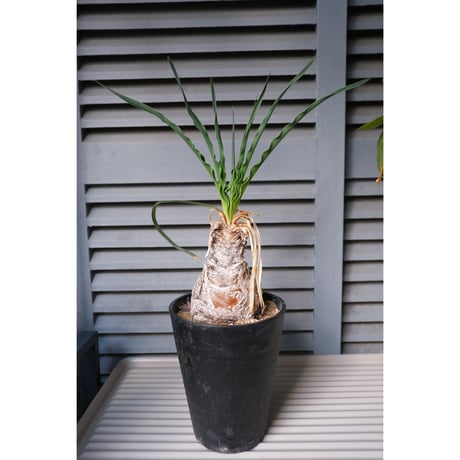 ブーファンディスティチャ | STORES