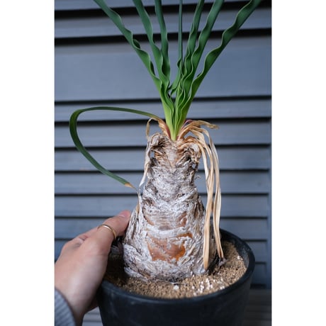 Boophane disticha(国内実生)