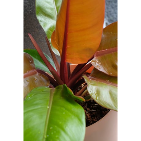 Philodendron 'prince of orange' in the Mr.KITLY