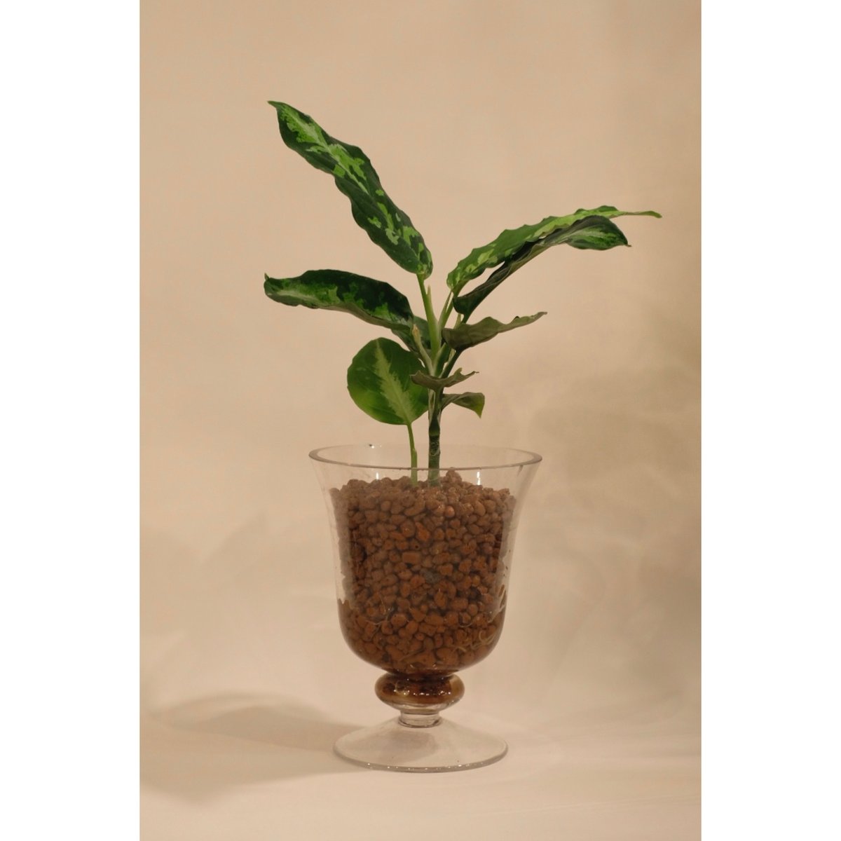 Aglaonema pictum 'Toricolor | SAI botanical works Aglaonema pictum 'Toricolor | SAI botanical works