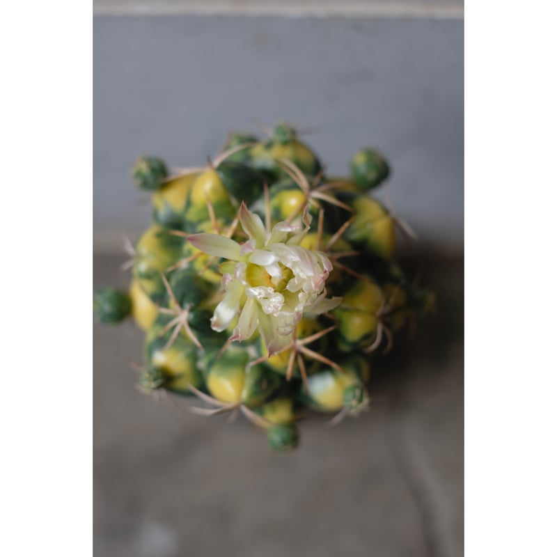 Coryphantha elephantidens 