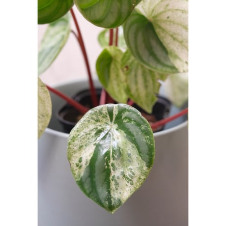 peperomia '雪兎'
