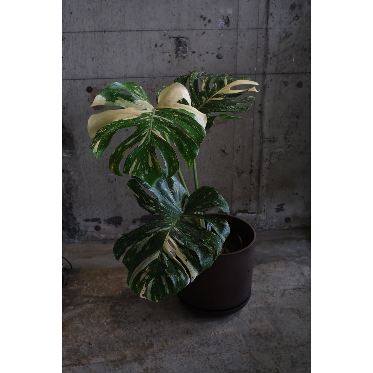 モンステラ バリエガータ 斑入り モンステラ バリエガータ 黄斑入り