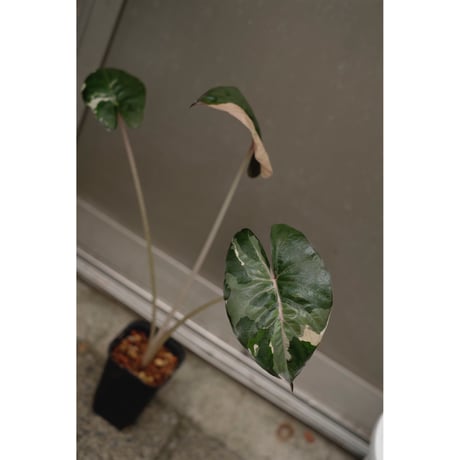 Alocasia yucatan princess variegata