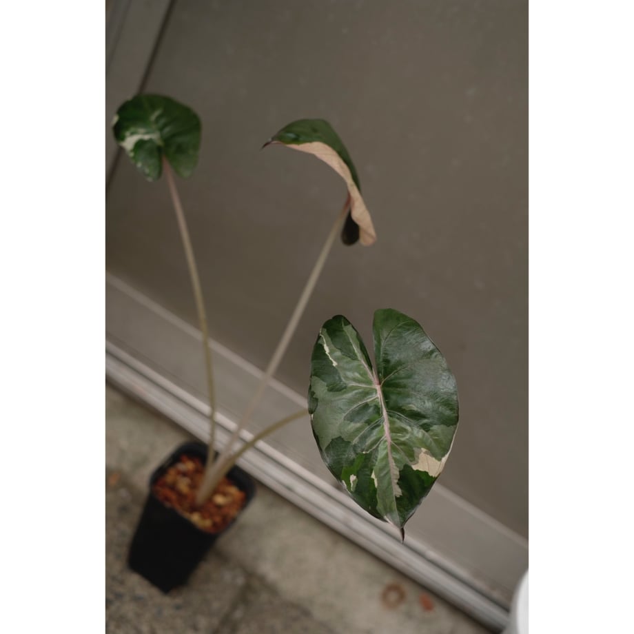 6a44d8803cc7cf47996c3d36