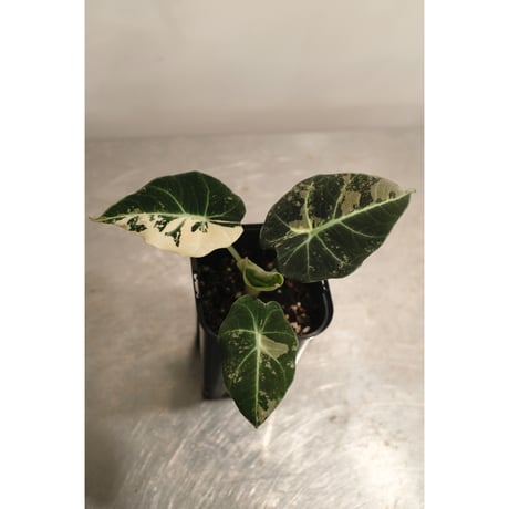 Alocasia reginula　"Black velvet" variegata