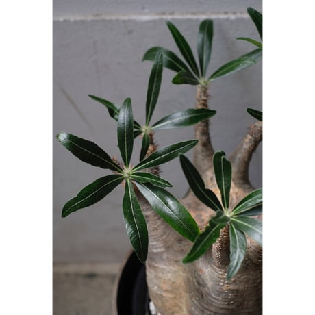 Pachypodium gracilius