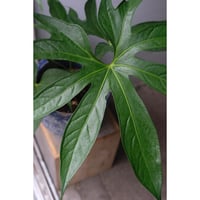 Anthurium Pedatoradiatum | SAI botanical works