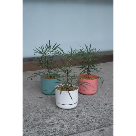 Dizygotheca elegantissima in the Mr.KITLY